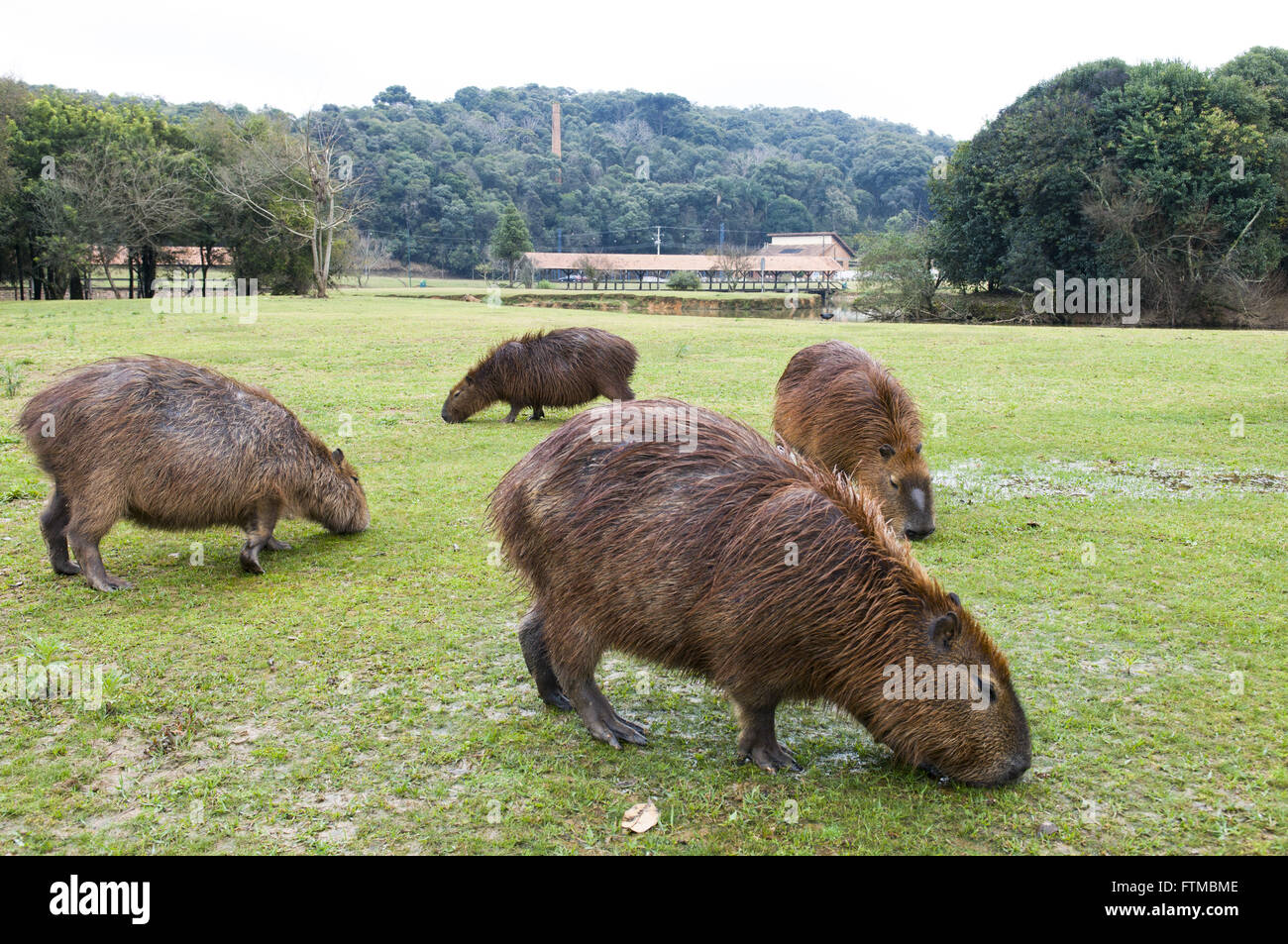 Wasserschweine in Tingui Park - Heimat der Ukrainisch-Gedenkstätte Stockfoto