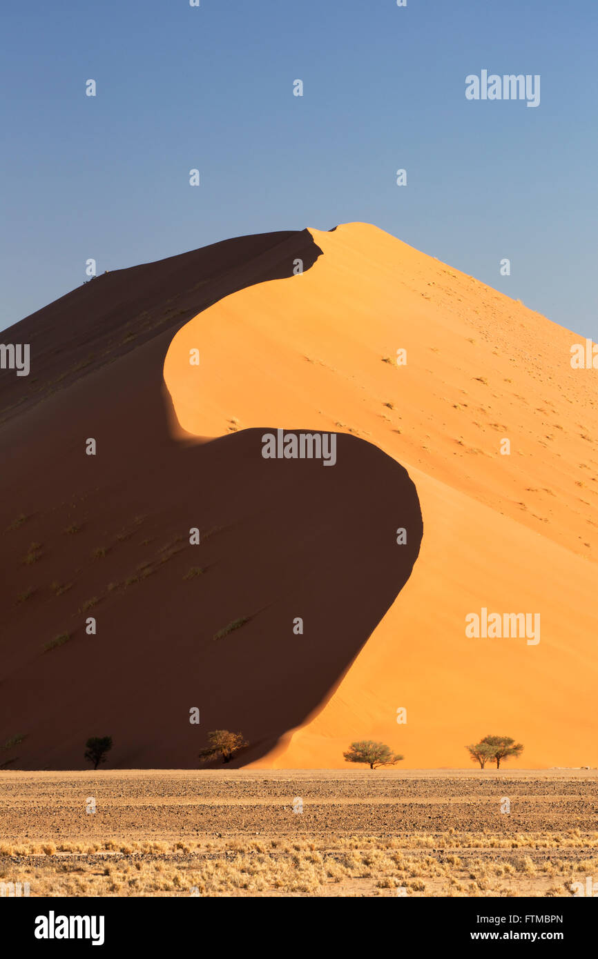 Riesige Sanddüne mit s-förmigen Ridge und Camelthorn Akazien, Skala in Namibia zu zeigen Stockfoto