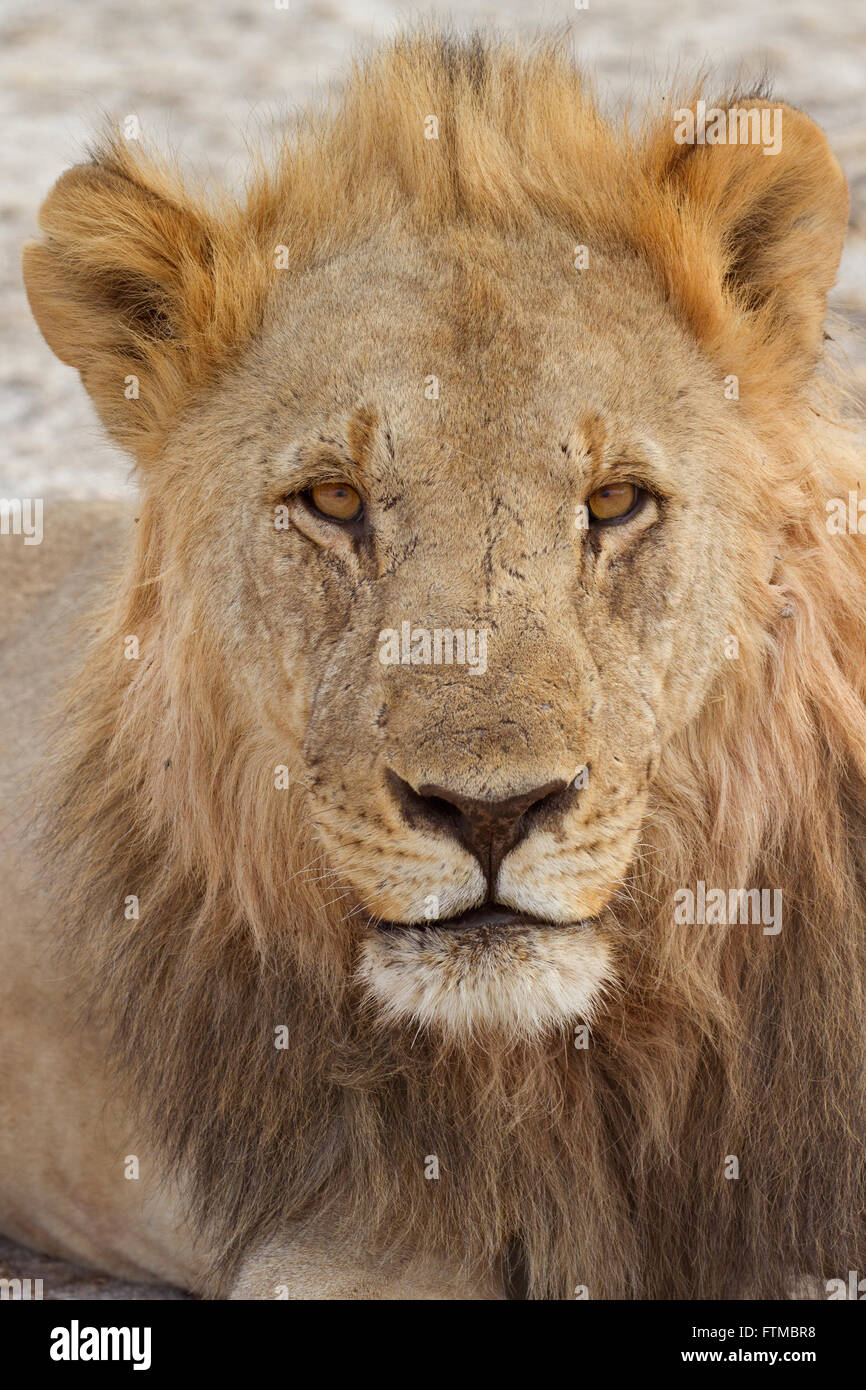 Porträt von einem erwachsenen männlichen Löwen direkt in die Kamera starrt Stockfoto