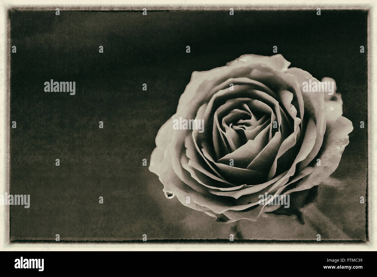 Vintage rose Stockfoto