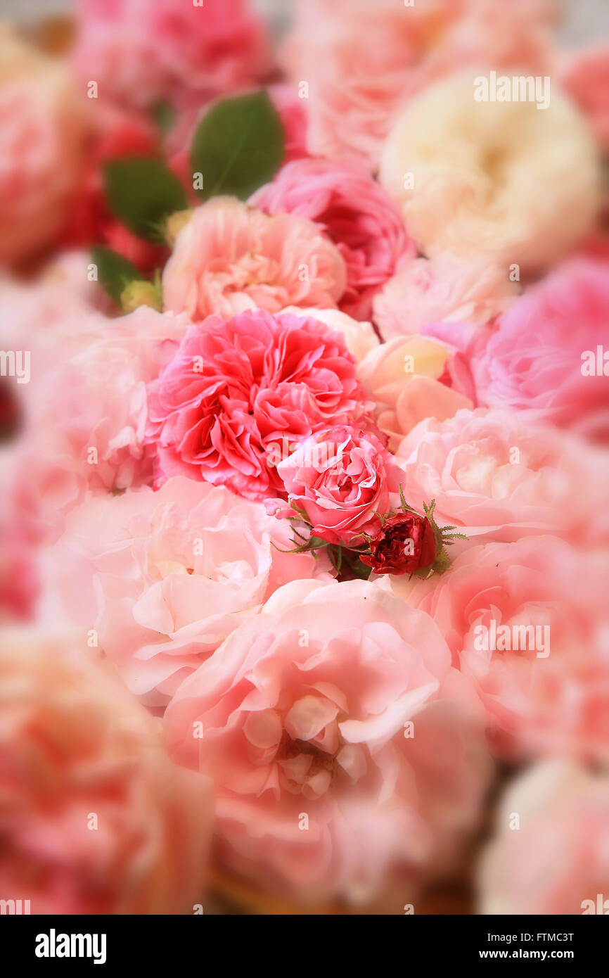 Hintergrundbild von rosa Vintage Rosen. Stockfoto