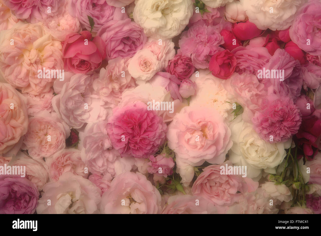 Bild von rosa Vintage Rosen Hintergrundtextur. Stockfoto