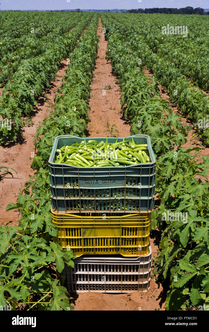 Box mit frisch gepflückten Okra und ländliches Anwesen-Plantage Stockfoto