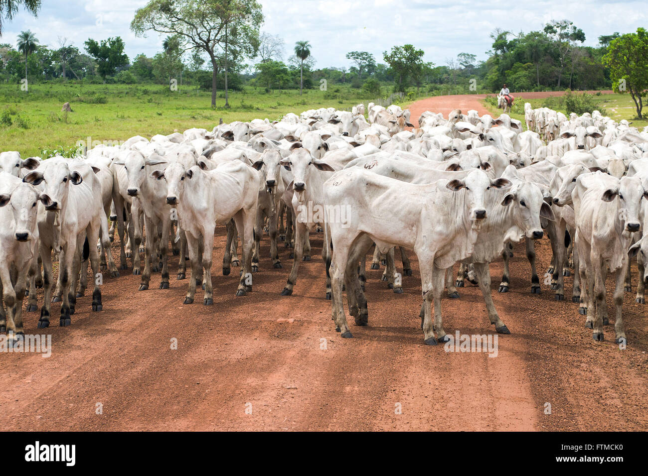 Entourage von Rindern in MS-170 Stockfoto