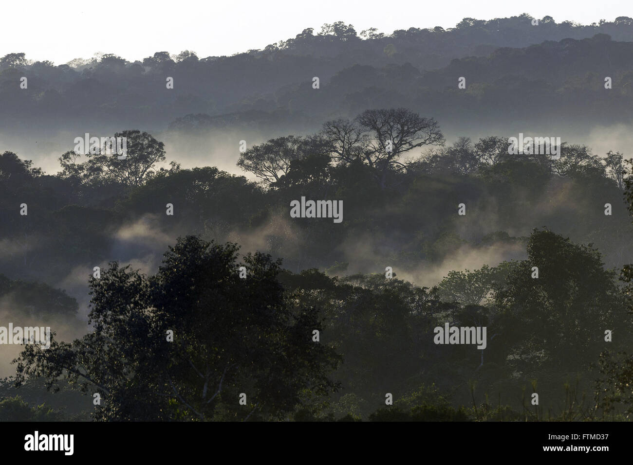 Amanhecer Na Floresta Amazonica Localizada Na RPPN Cristalino Stockfoto