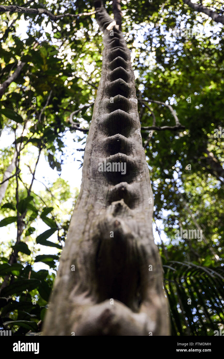 Detail der typischen Vegetation des Amazonas - Archipel Anavilhanas Stockfoto