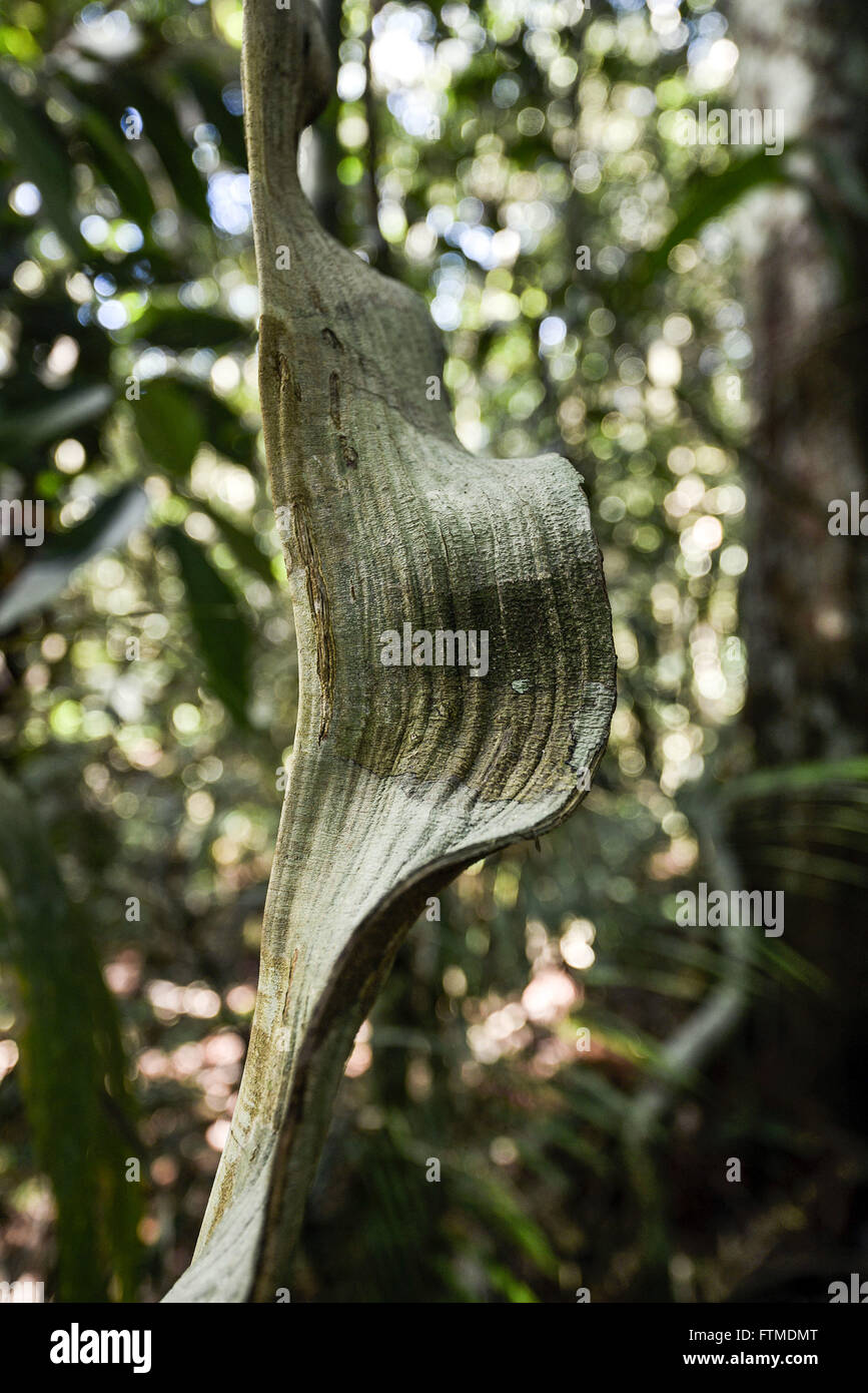 Detail der typischen Vegetation des Amazonas - Archipel Anavilhanas Stockfoto