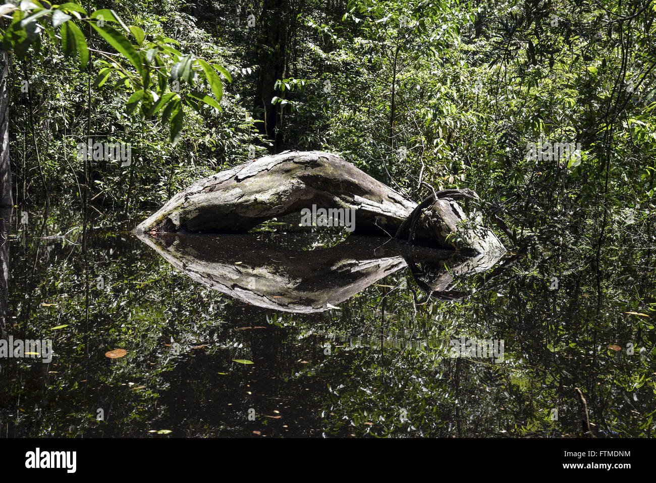 Wasser teilweise unter Bäume in dem überfluteten Gebiet der?? die Amazon - Archipel Anavilhanas Stockfoto