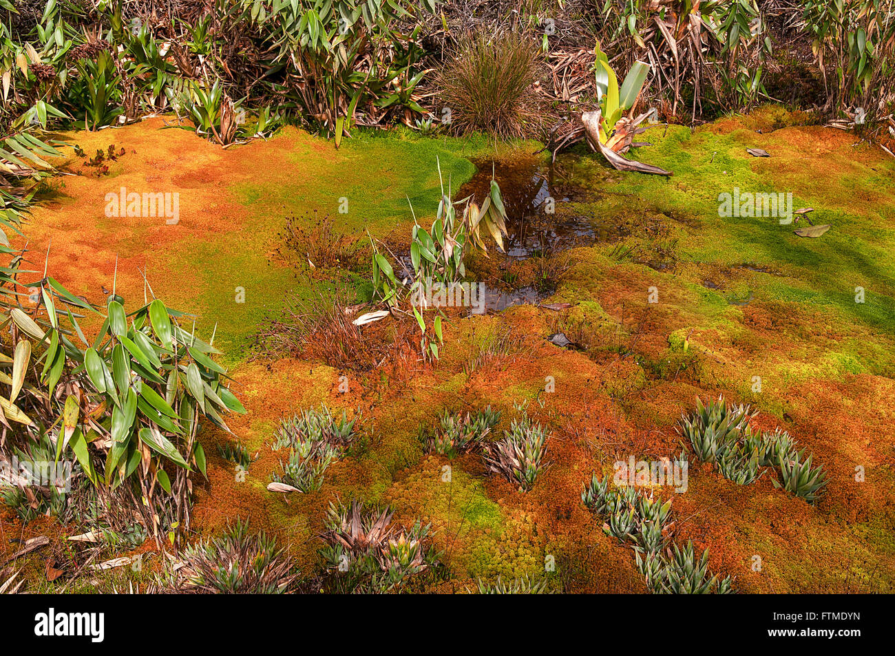 Endemische Vegetation des Mount Roraima Stockfoto