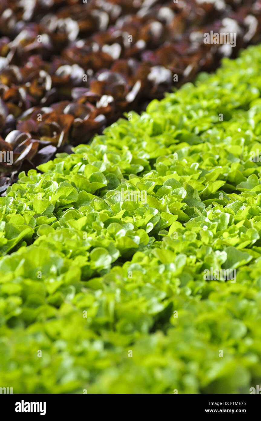 Hydrokultur Salanova Salat auch genannt Mini-Salat Stockfoto