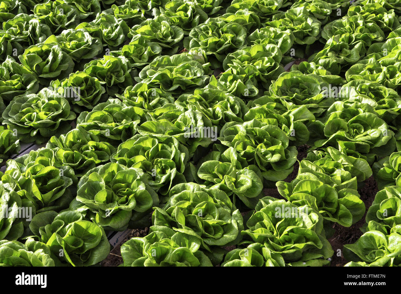 Hydrokultur Salanova Salat auch genannt Mini-Salat Stockfoto