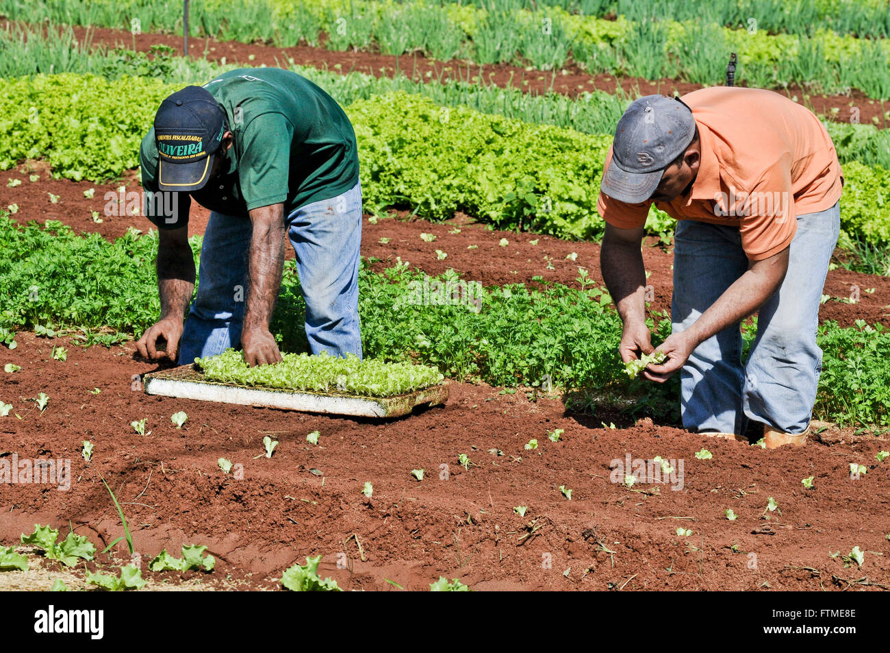Landarbeiter tun Pantio Salat Sämlinge im Blumenbeet Stockfoto