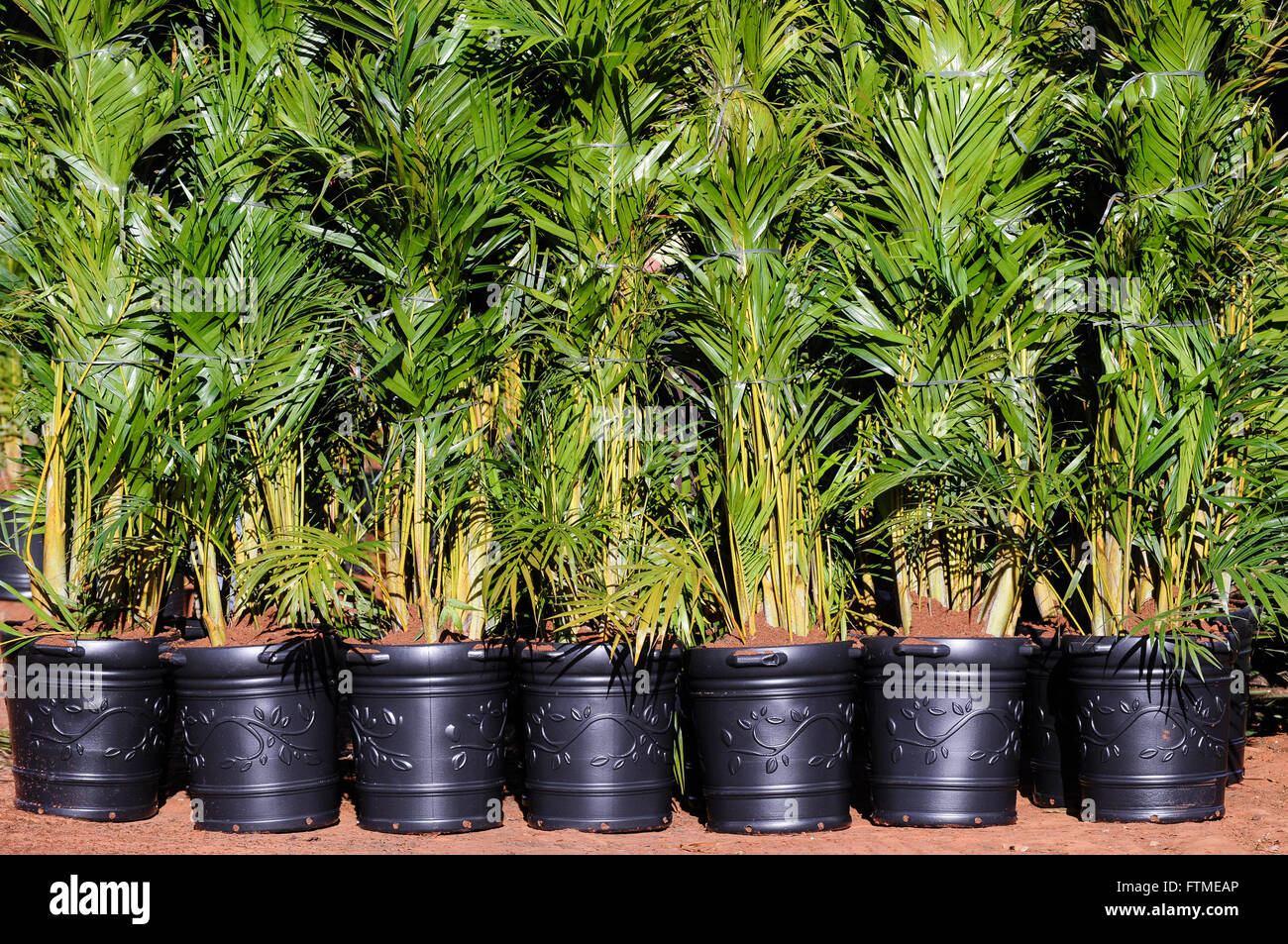 Areca Palme Dypsis Lutescens Zierpflanze Stockfotografie Alamy