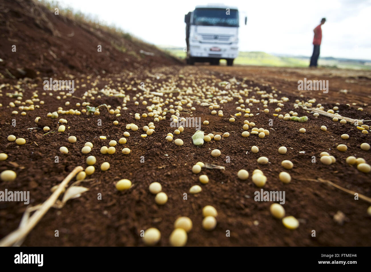 Verschwendung von Getreide während der Ernte und Transport von Sojabohnen in der Landschaft Stockfoto