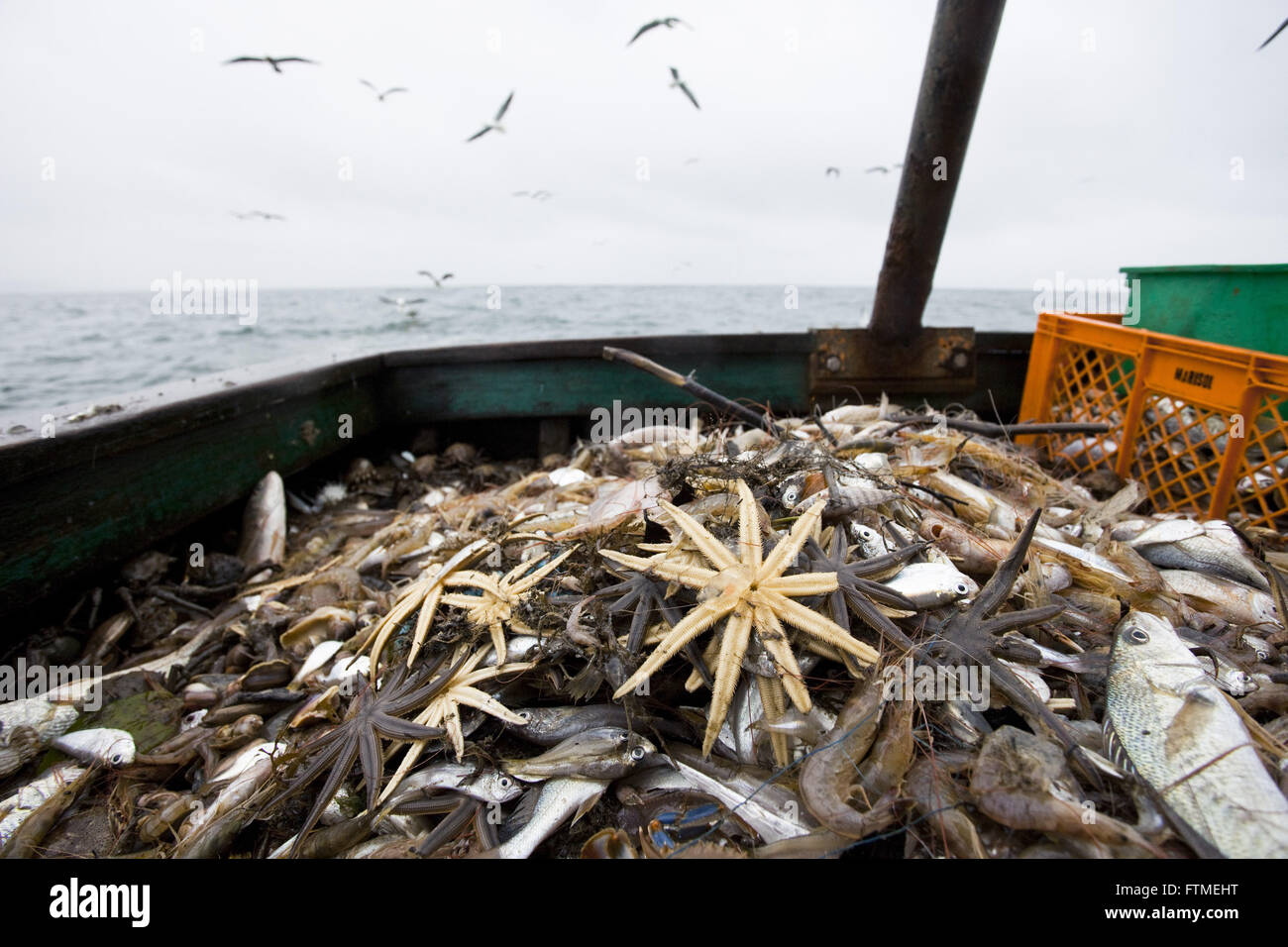Fisch für die Auswahl von Garnelen - Schleppnetzfischerei der Küste von Santa Catarina Stockfoto