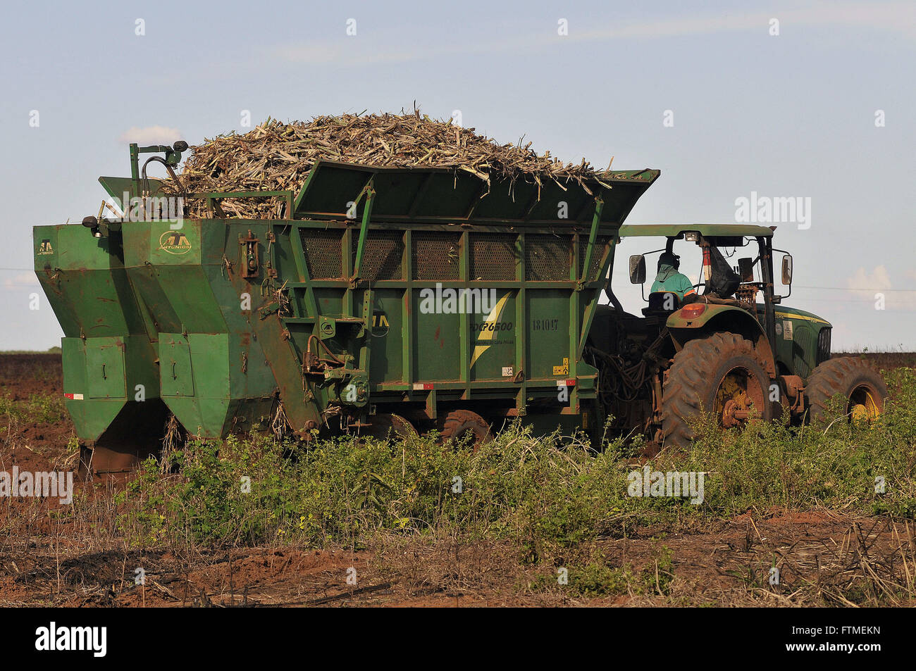 Mechanisierte Anbau von Zuckerrohr Stockfoto