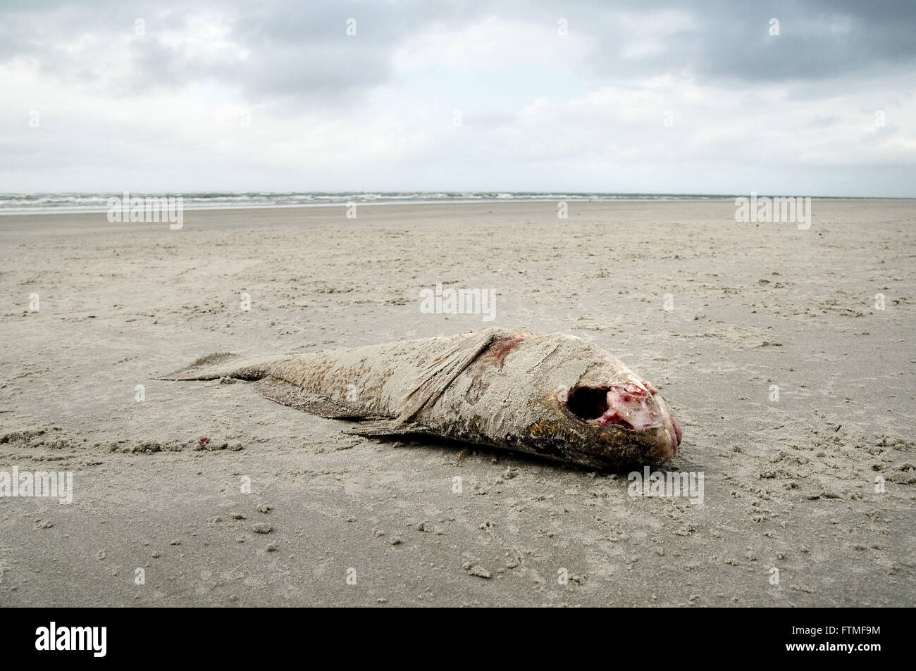 Tote Fische am Strand der Insel Superagui Bereich der Erhaltung der Umwelt Stockfoto