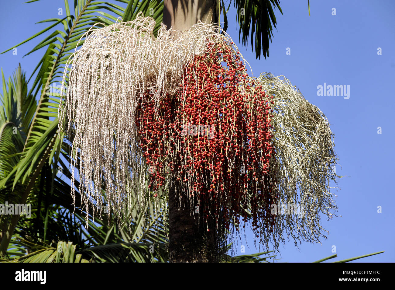 Australischen Royal Palm - Archontophoenix gedeihen - thermische komplexe Barreiro Stockfoto