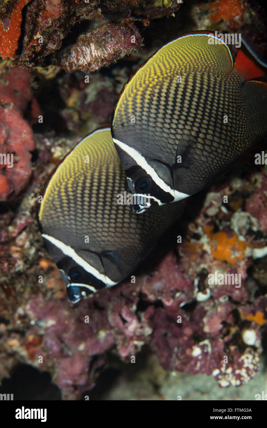 Paar von Rotschwanzboa butterflyfish Stockfoto