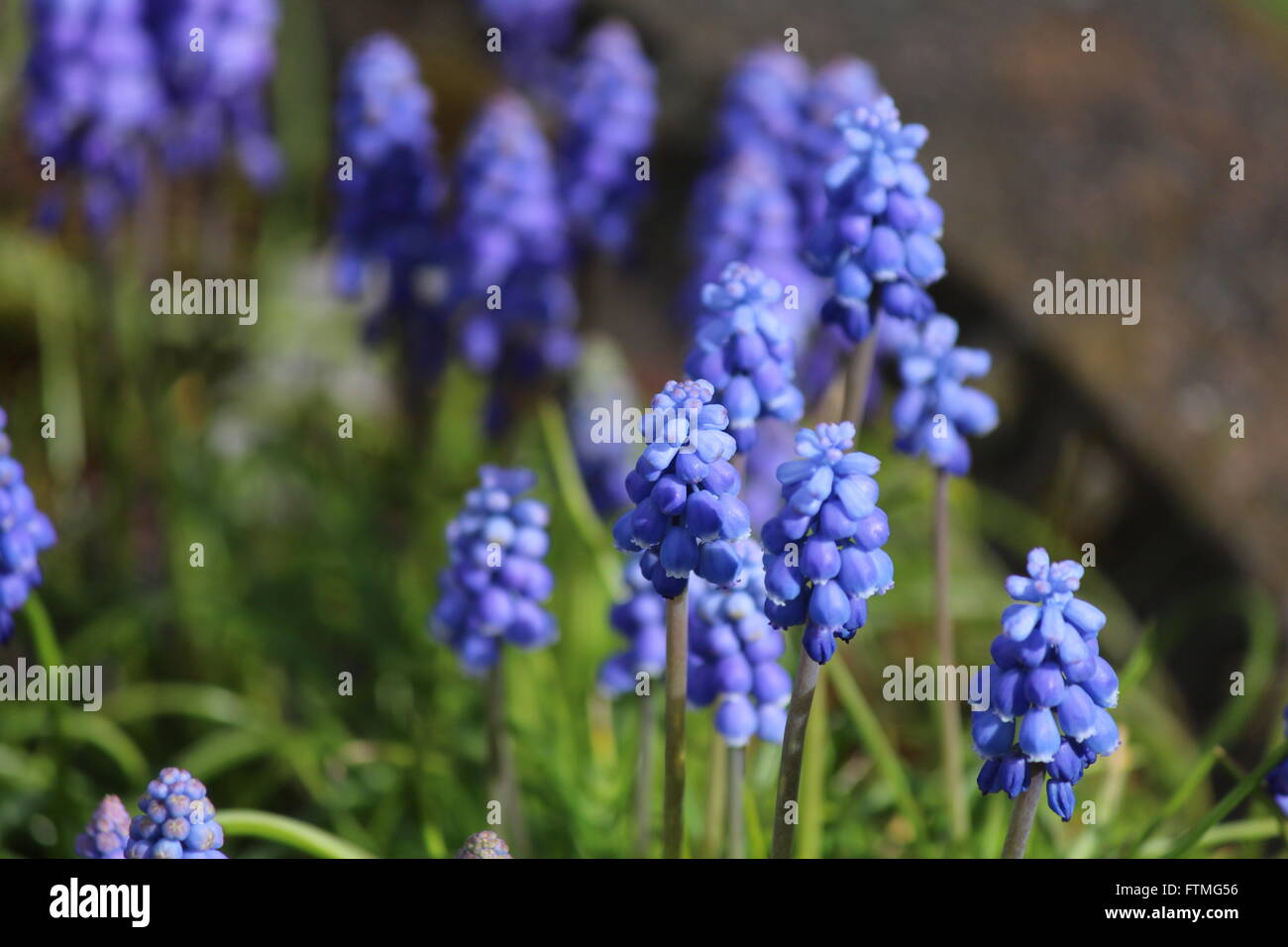 Eine florale vorstellen, dass eine Handvoll Indigoblumen umfasst. Die vorne mehr definiert sind und langsam verschwimmen in den Rücken Stockfoto