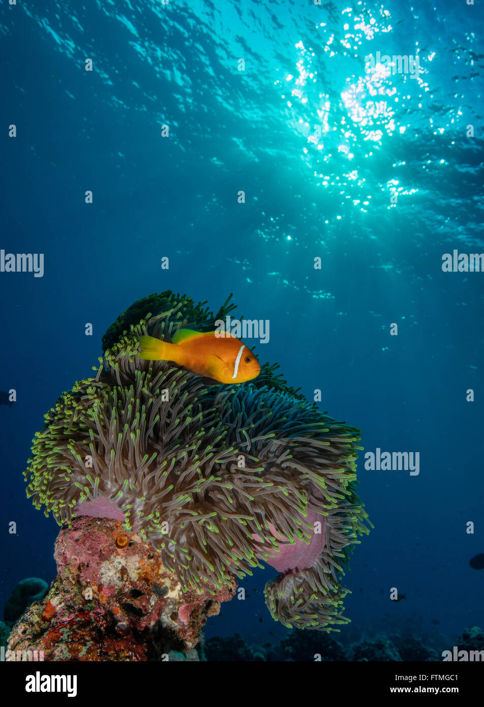 Anemonenfische im anemone Stockfoto