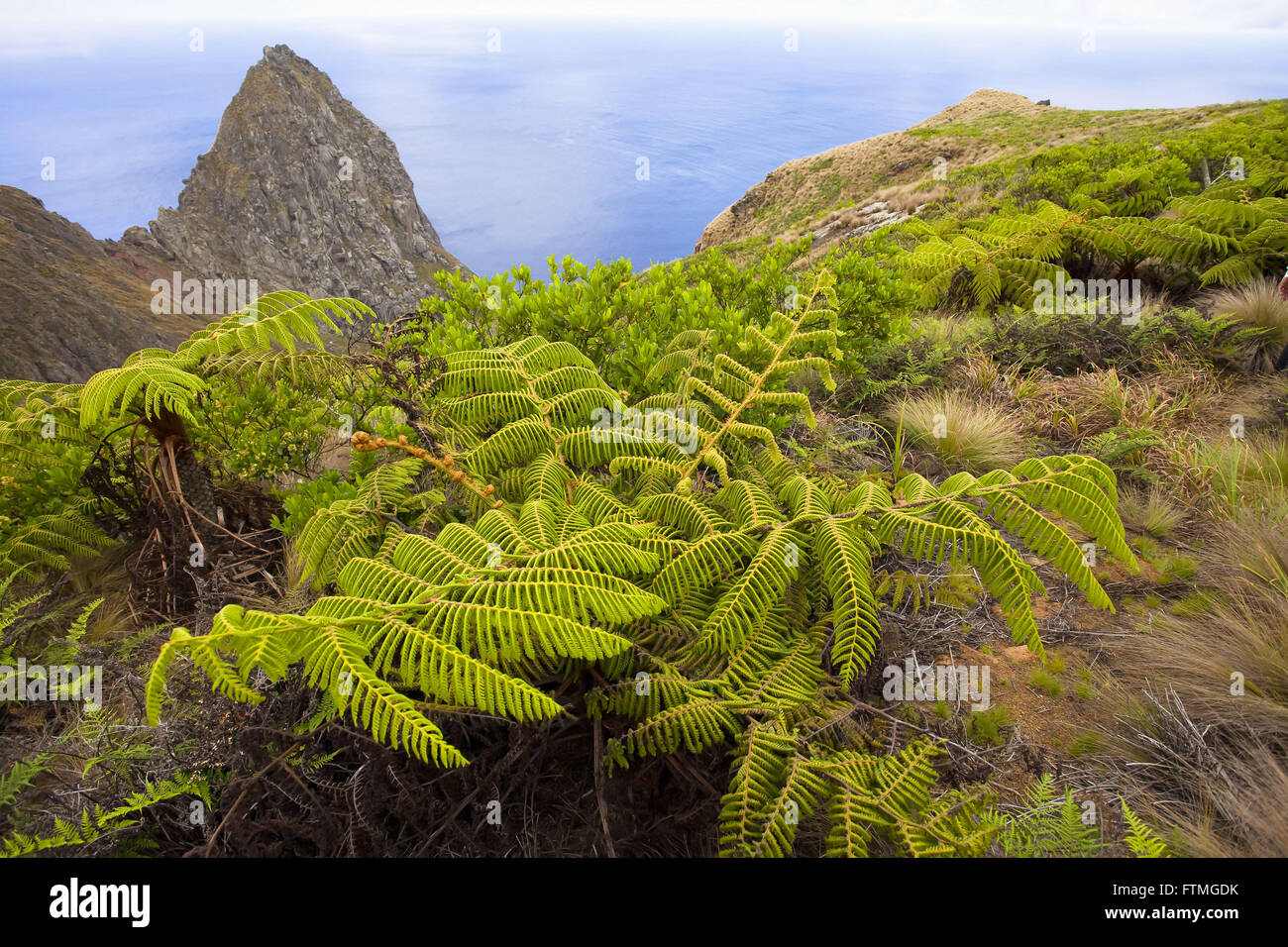 Wald von riesigen Farnen Cyathea Copelandii sogenannte Encontadada Trindade Island Stockfoto