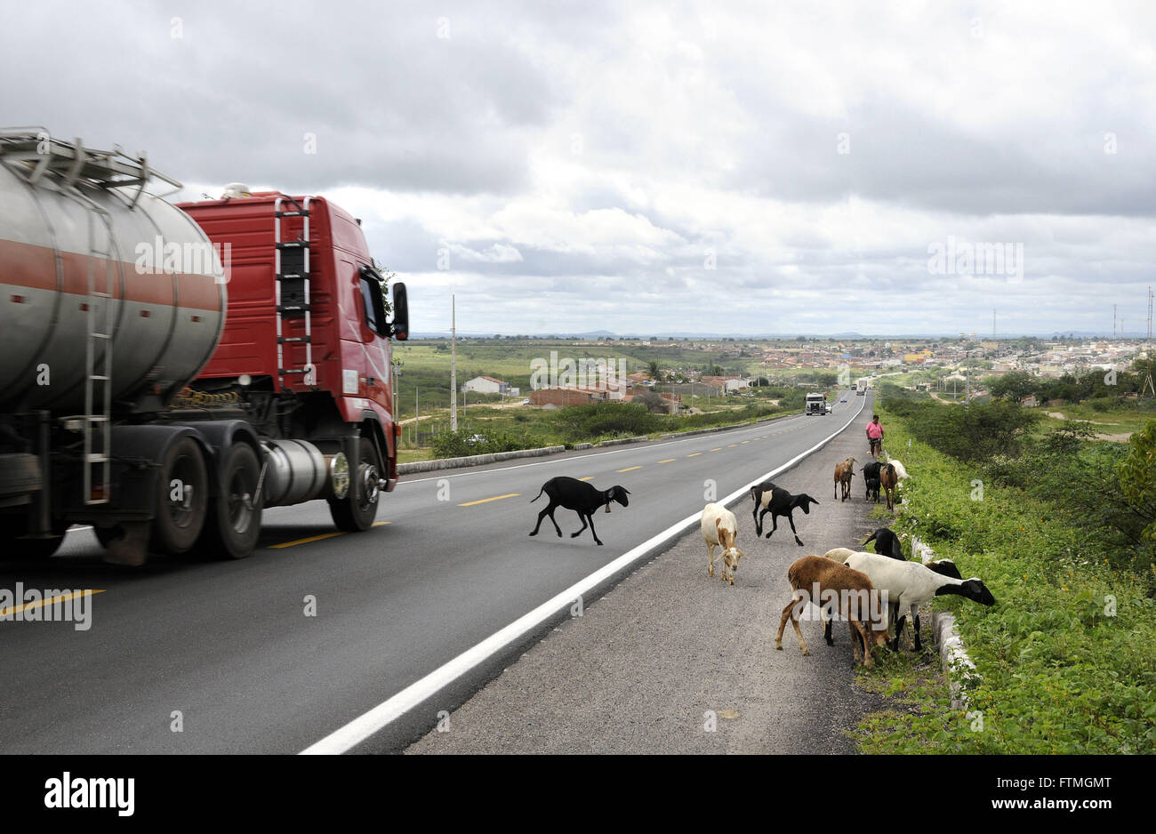 Riskieren, trampling - Schafe auf U.S.-232 in der Region der Bezirk Varzinha Stockfoto