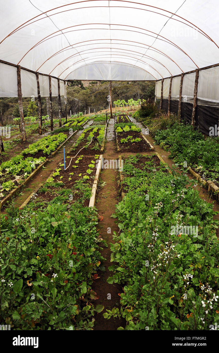 Gartenbau - Anbau von Gemüse im Gewächshaus Stockfoto