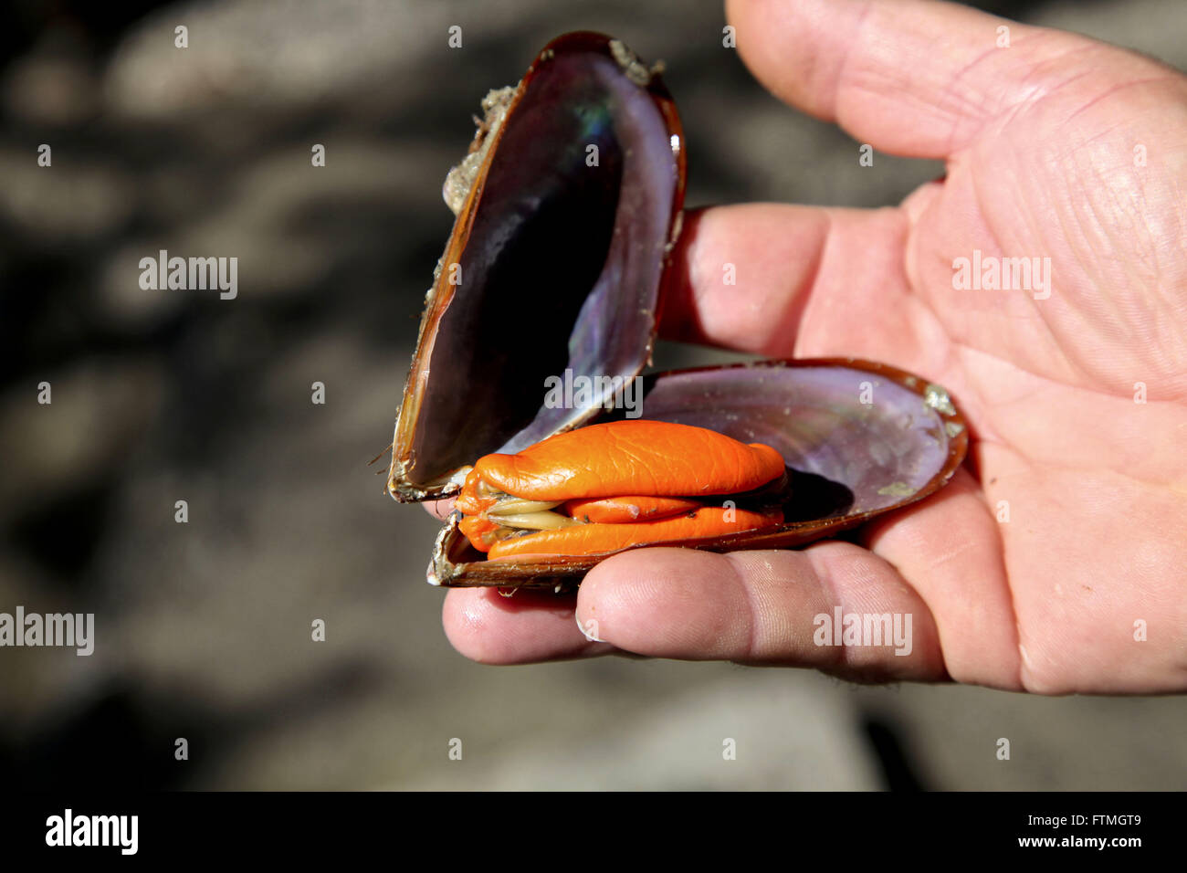 Meeresfrüchte geerntet von Fischern in Praia da Armacao Farm - Website des Anbaus Stockfoto