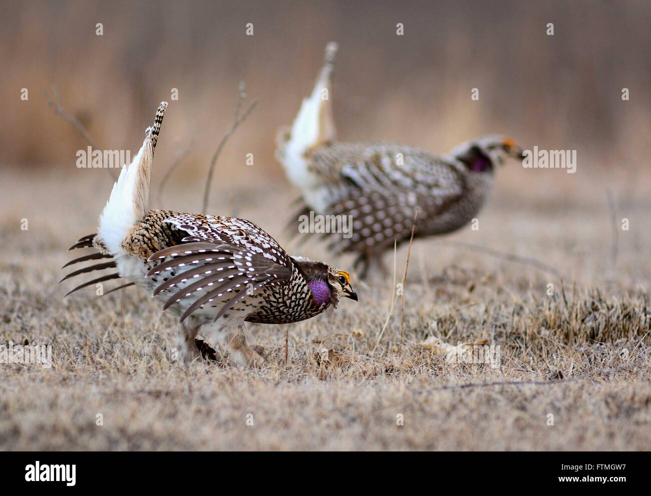 Sharp-tailed Grouse führen Paarung zeigt in einem Lek entlang der Prairie Pothole Region Feuchtgebiete im zeitigen Frühjahr 29. März 2016 in der Nähe von Woodworth, North Dakota. Stockfoto