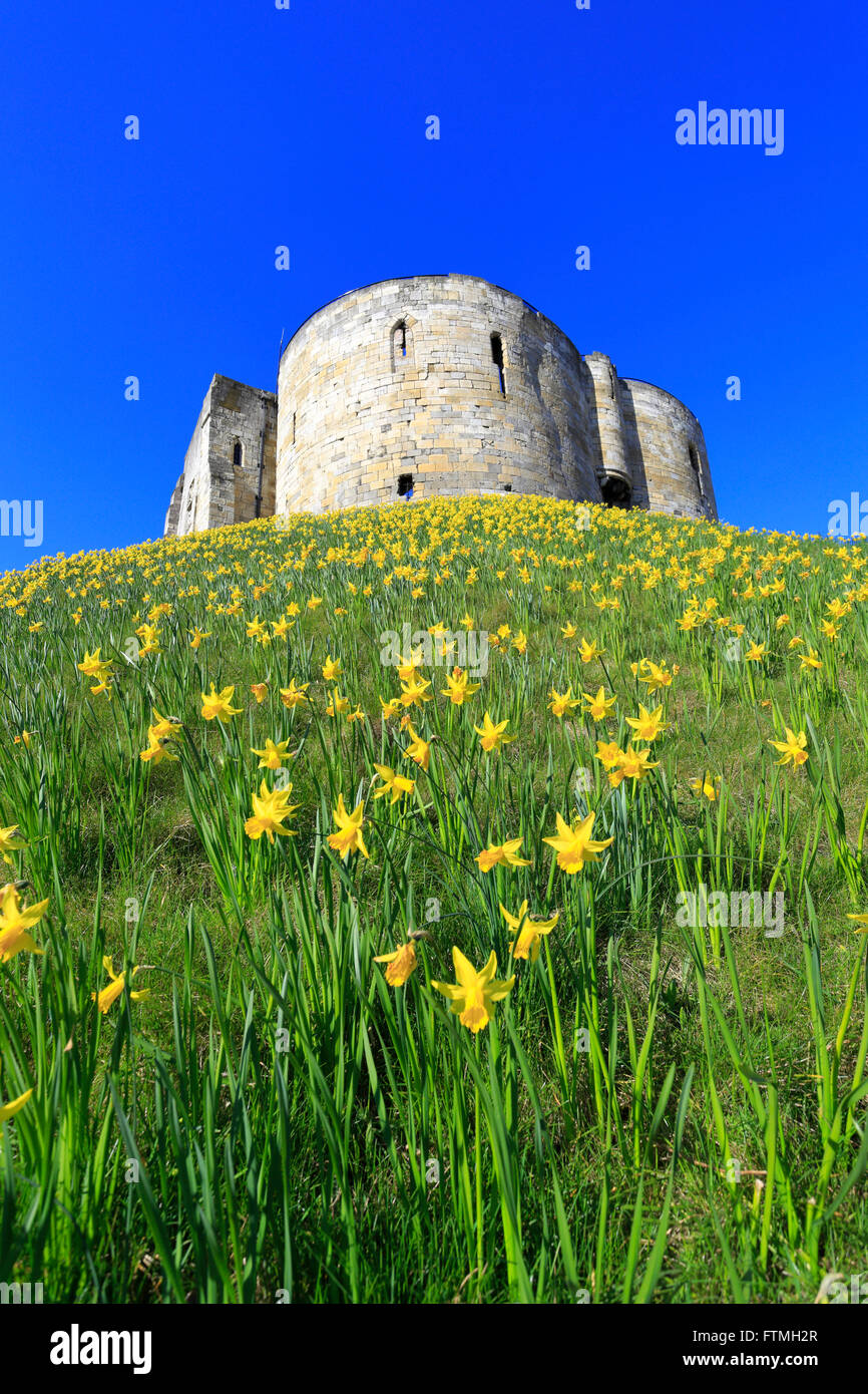 Clifford es Tower umgeben von Narzissen, York, North Yorkshire, England, Vereinigtes Königreich, Stockfoto