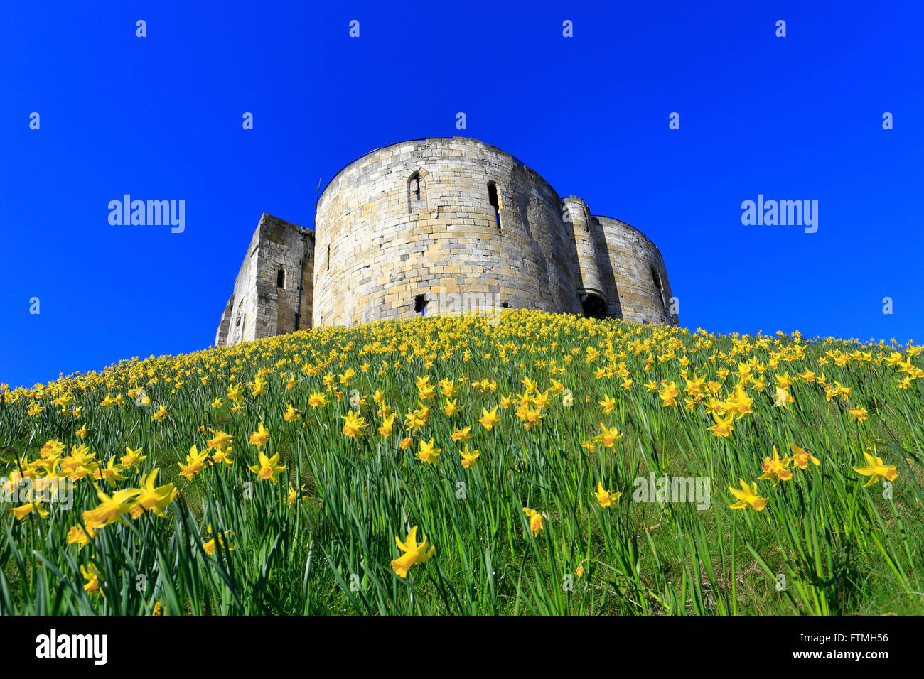 Clifford es Tower umgeben von Narzissen, York, North Yorkshire, England, Vereinigtes Königreich, Stockfoto