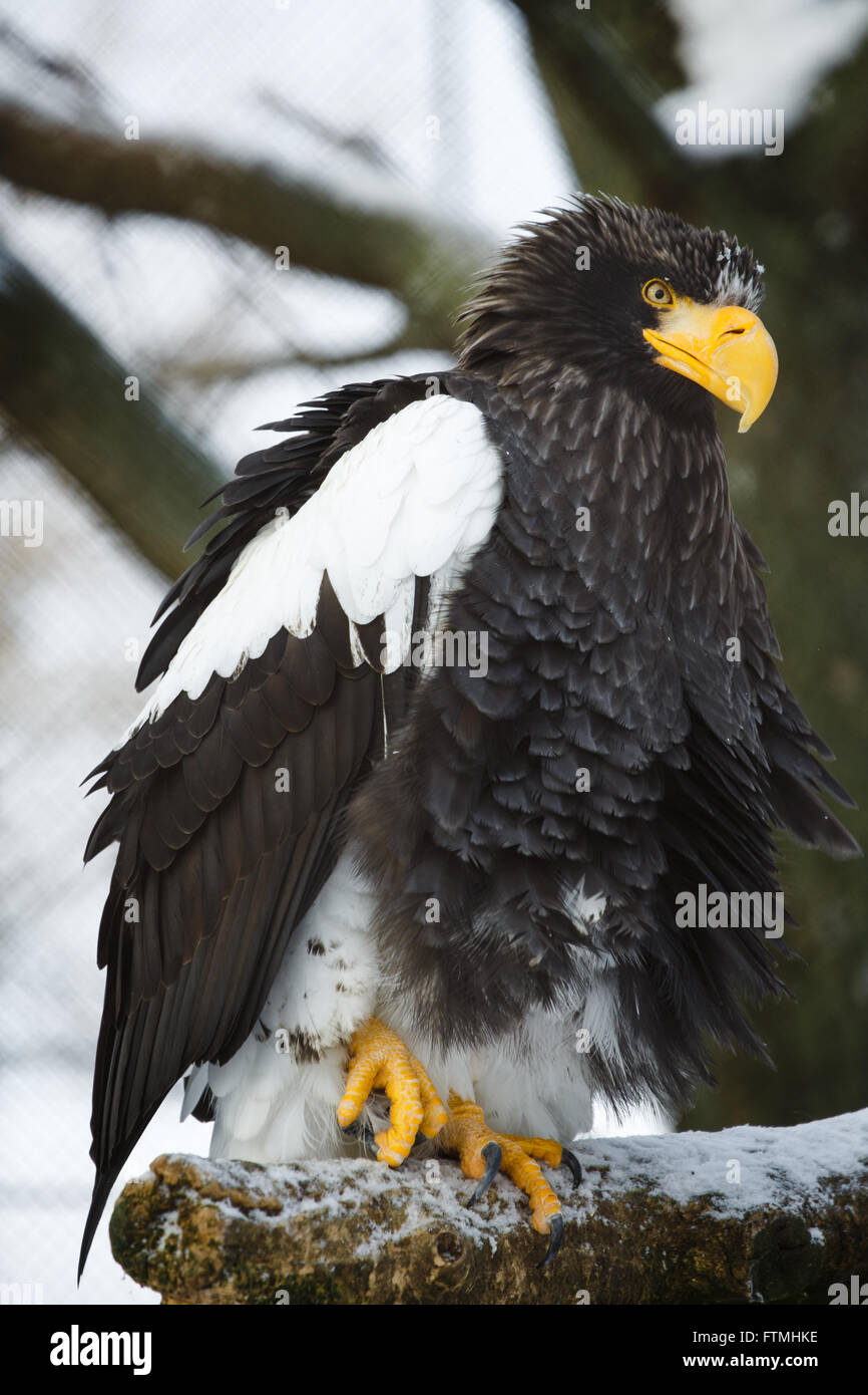 Steller der Seeadler auf einem Ast gebeugt Stockfoto