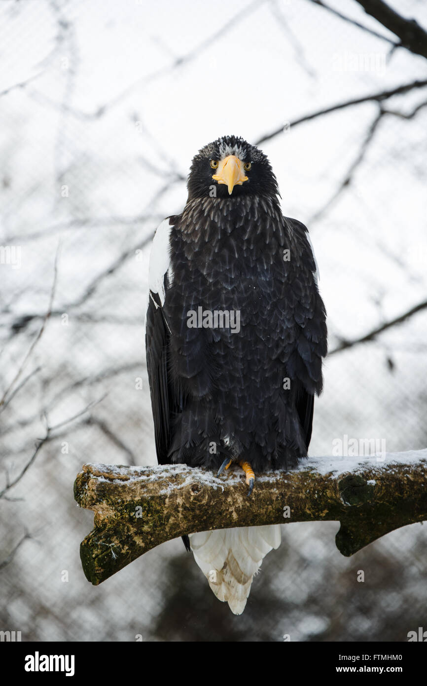 Steller der Seeadler auf einem Ast gebeugt Stockfoto
