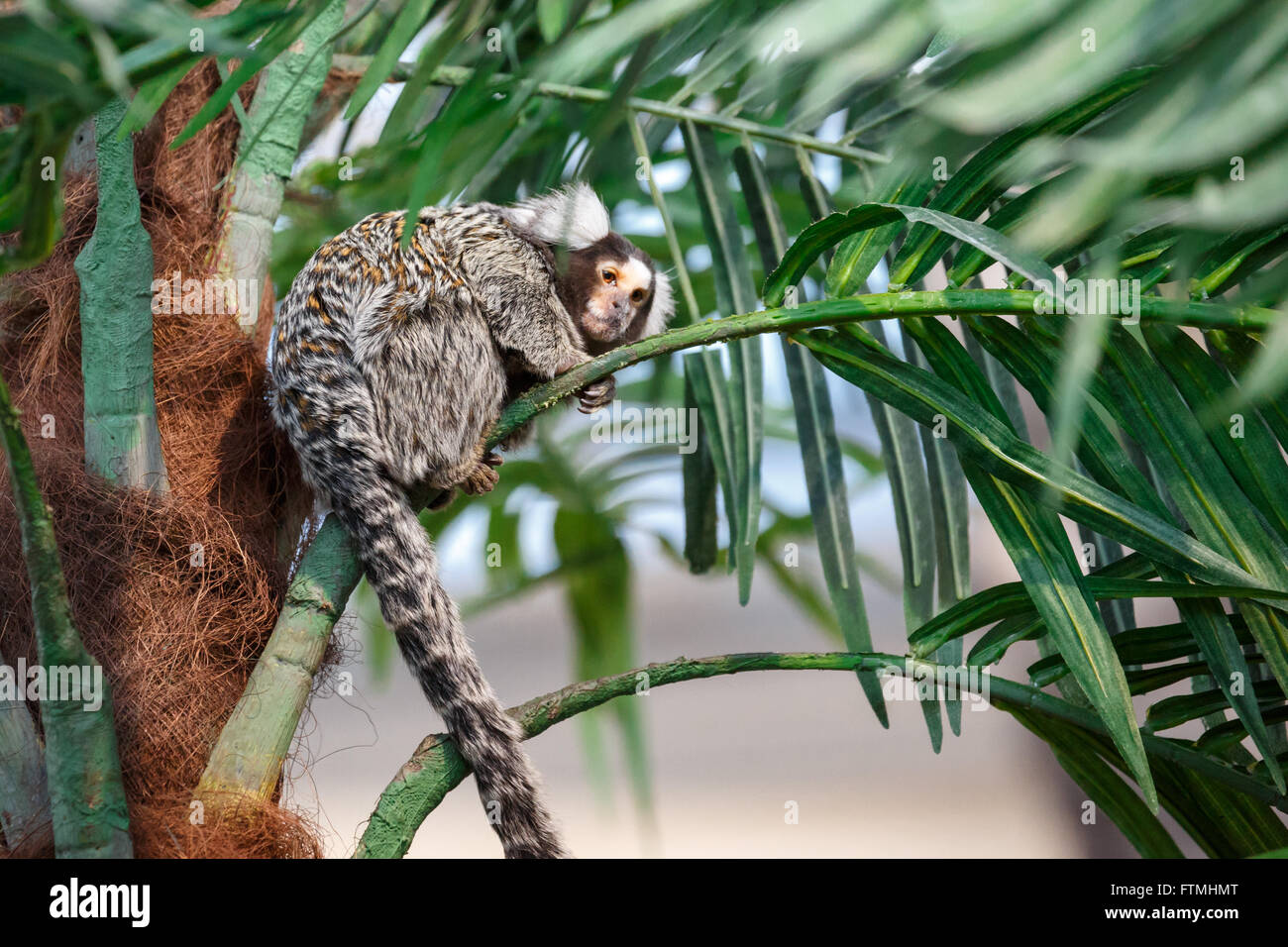 Gemeinsamen Marmoset oder Callithrix sitzen auf einen grünen Zweig Stockfoto