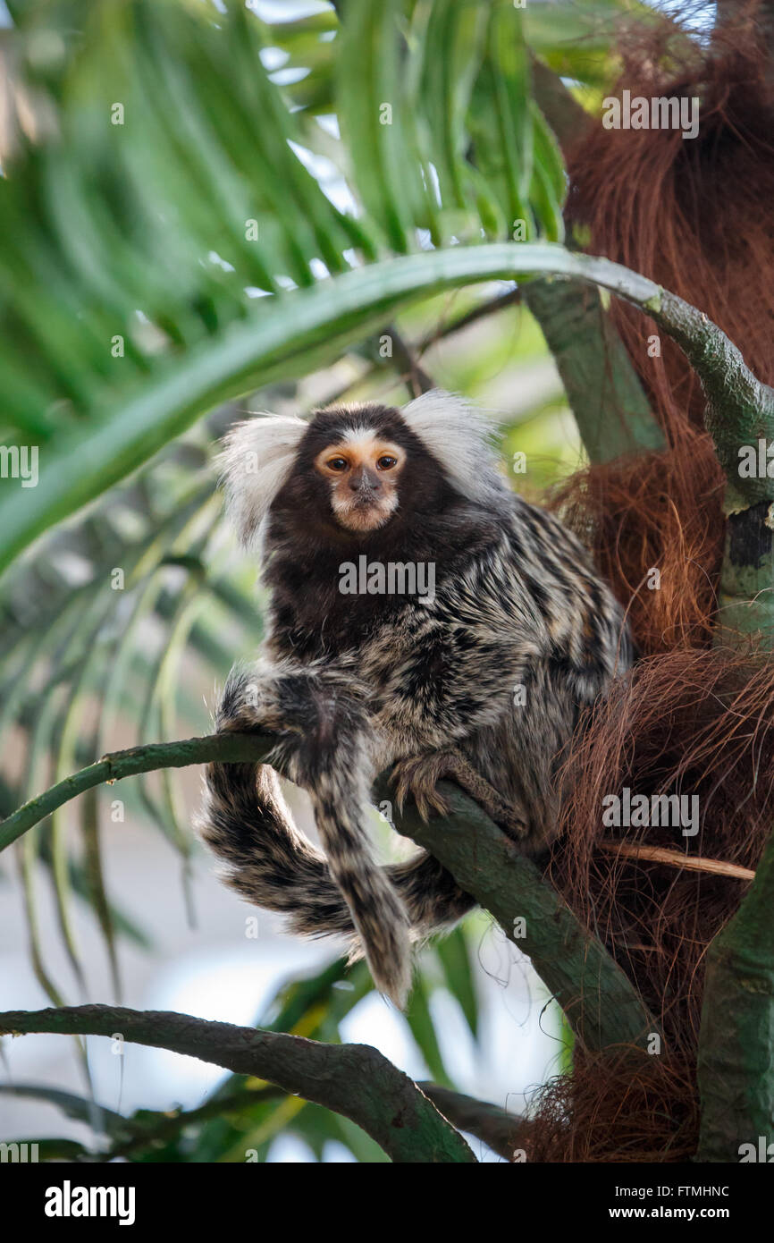 Gemeinsamen Marmoset oder Callithrix sitzen auf einen grünen Zweig Stockfoto