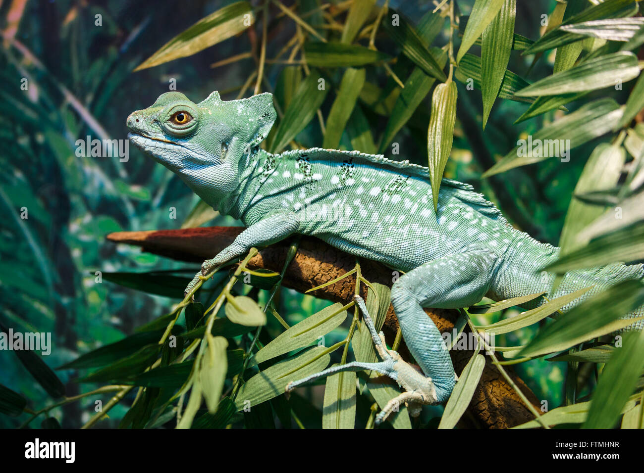 Gemeinsame Basilisk oder Basiliskos Basiliskos auf einem Ast Stockfoto