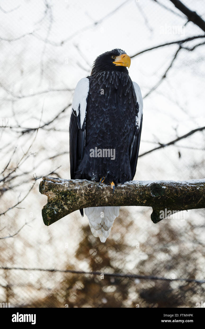 Steller der Seeadler auf einem Ast gebeugt Stockfoto