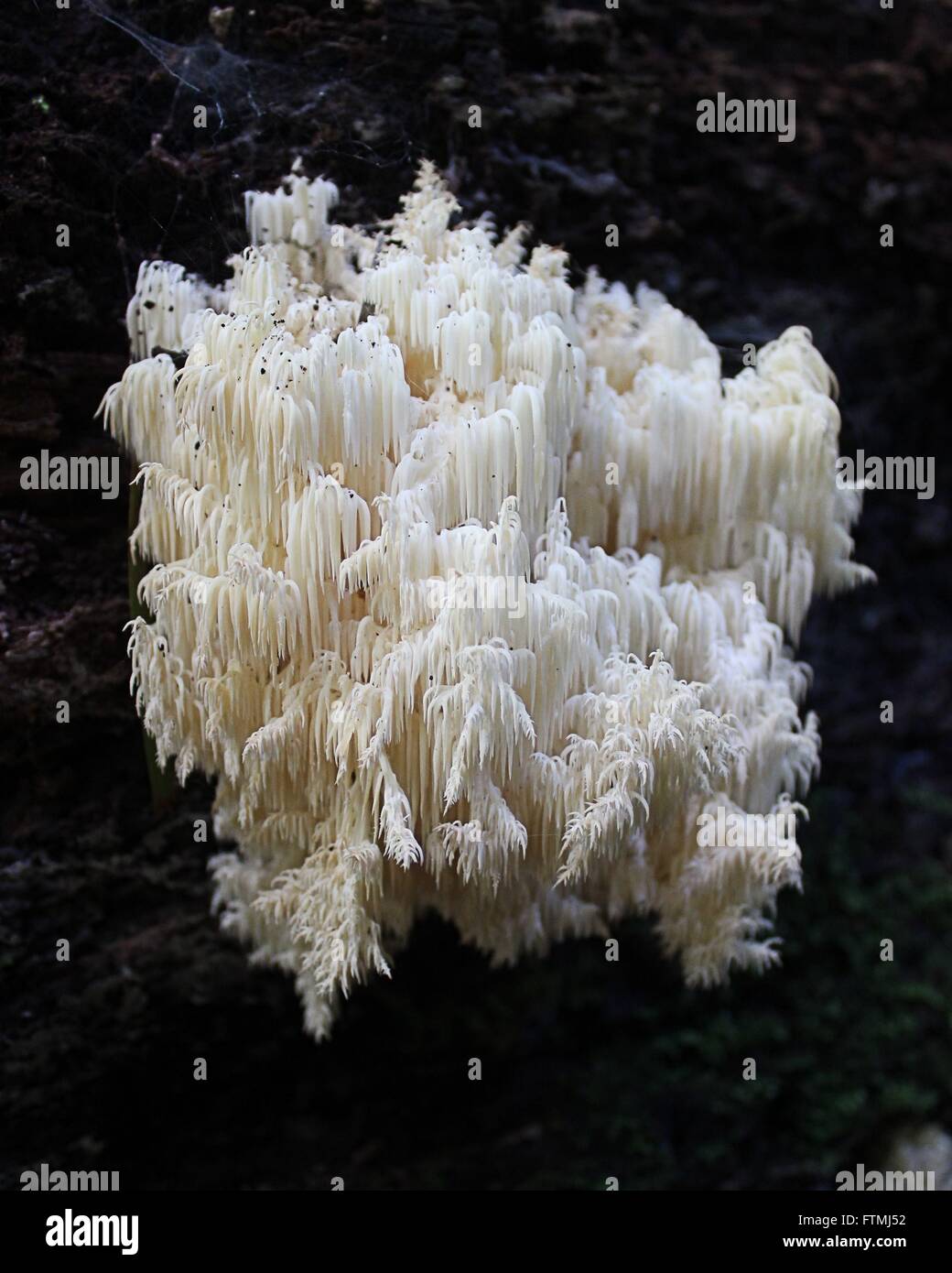 Ungewöhnliche Pilze in natürlicher Umgebung, Koralle Zahn Stockfoto