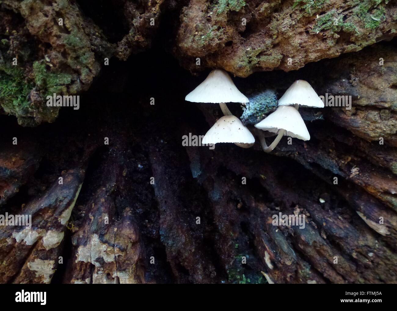Ungewöhnliche Pilze in natürlicher Umgebung Stockfoto