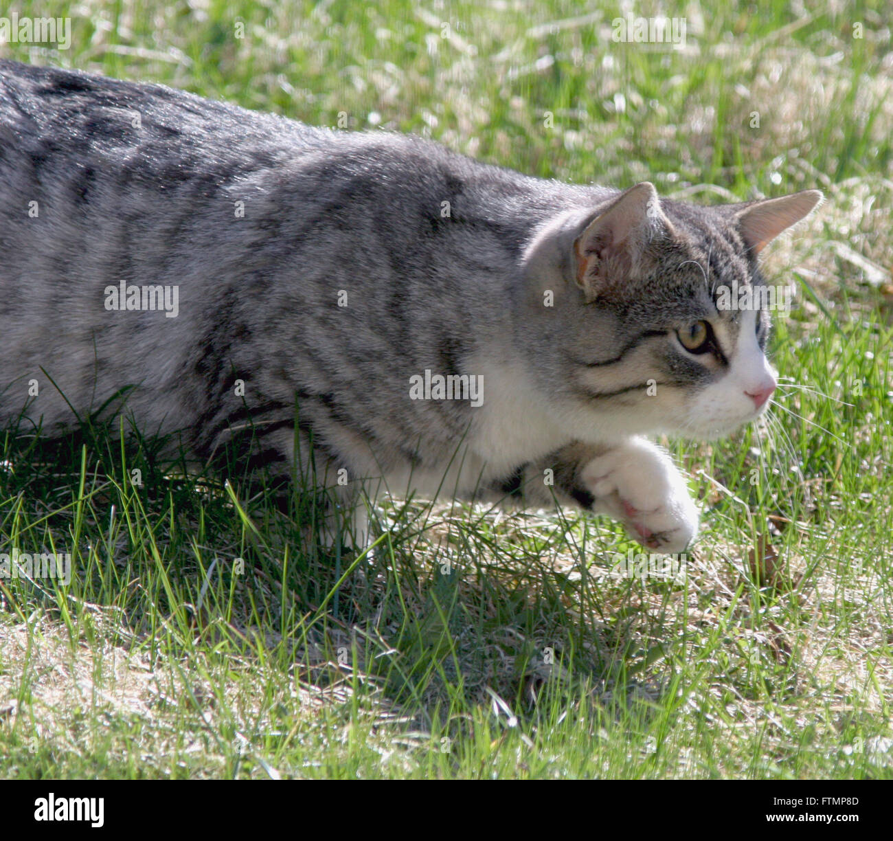 Europäische Kurzhaar Katze schleicht sich auf Beute Stockfoto