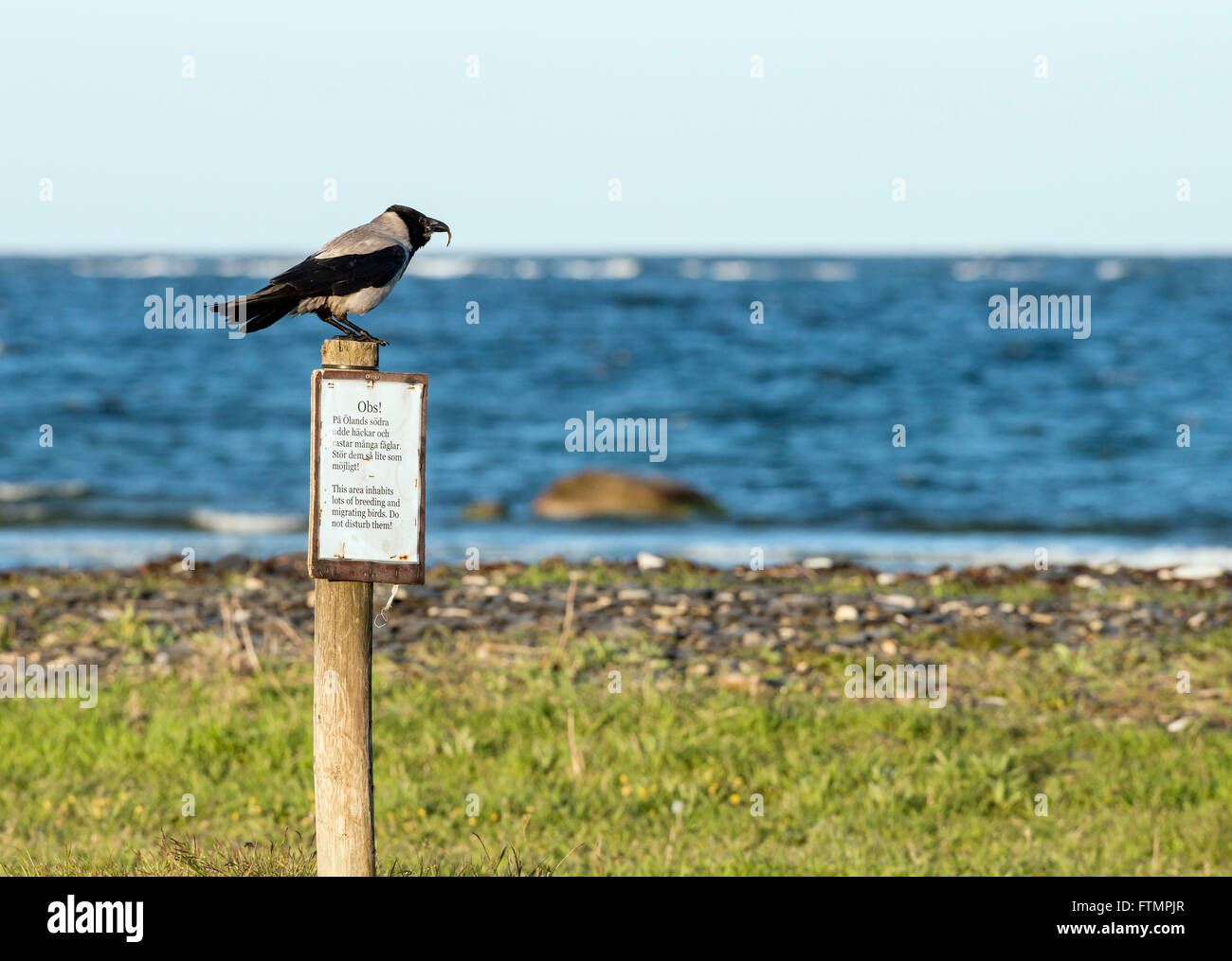 Mit Kapuze Krähe. (Corvus Cornix) Stockfoto