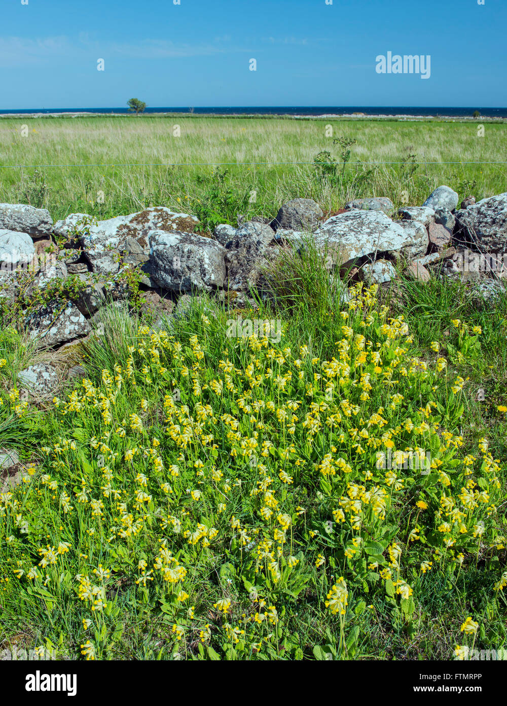 Schlüsselblumen auf Öland, Schweden. (Primula Veris) Stockfoto