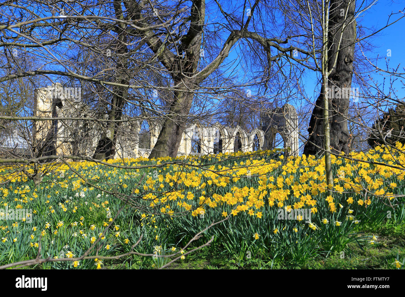 Str. Marys Abbey und Narzissen im Frühjahr Museum Gärten York North Yorkshire England UK Stockfoto