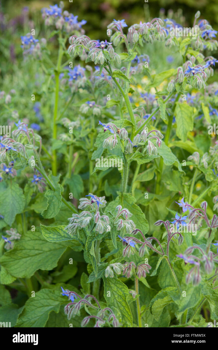 Borretsch-Blüten (Borrango Officinalis) Stockfoto