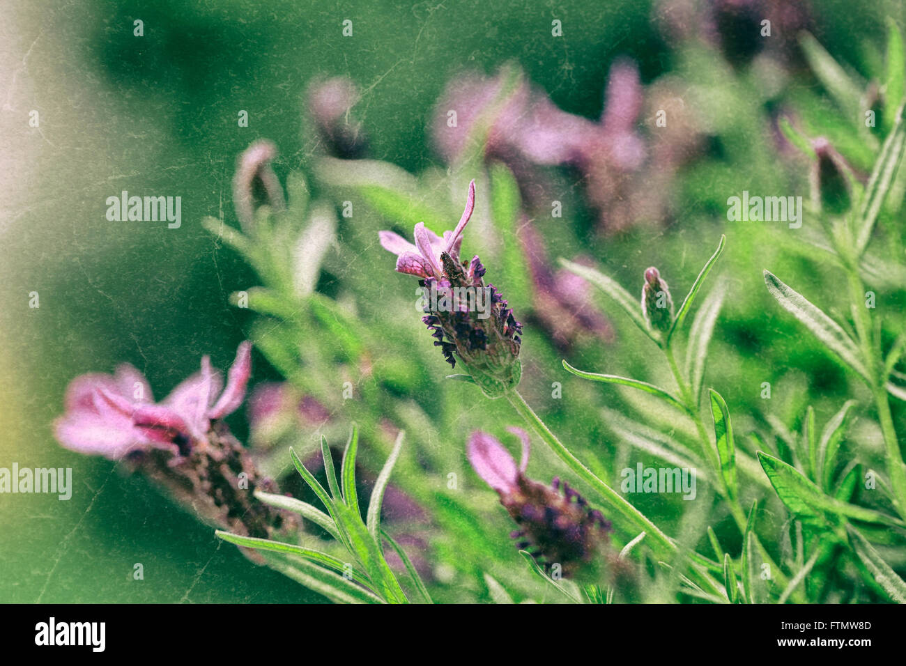 Bild von Vintage Lavendel im Sommergarten. Stockfoto