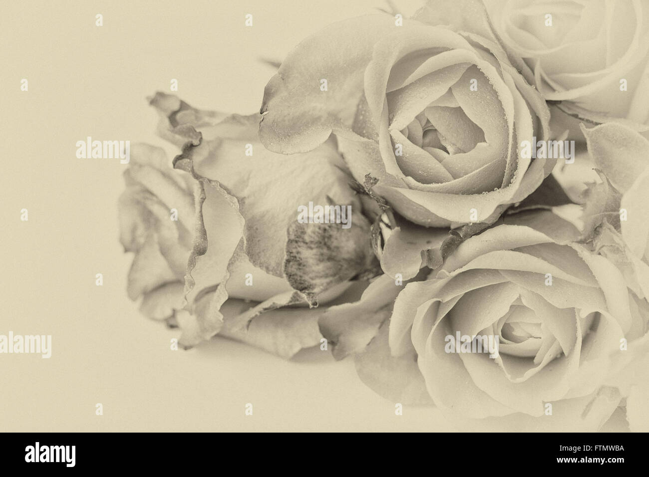 Bild von Vintage schwarz - weiße Rosen Stockfoto