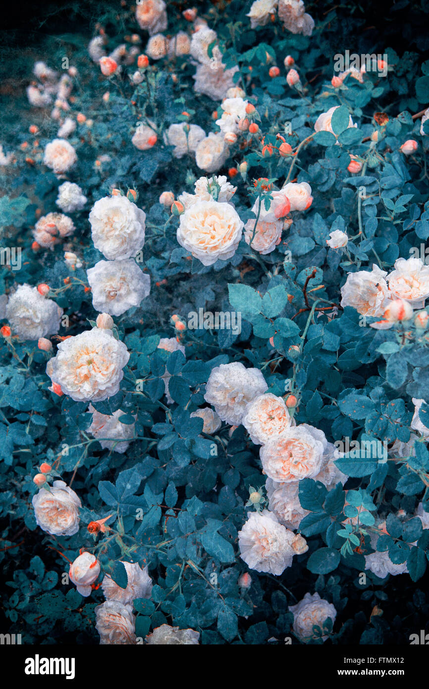 Bild von Vintage weiße Rosen Bush in einem romantischen Sommergarten Stockfoto