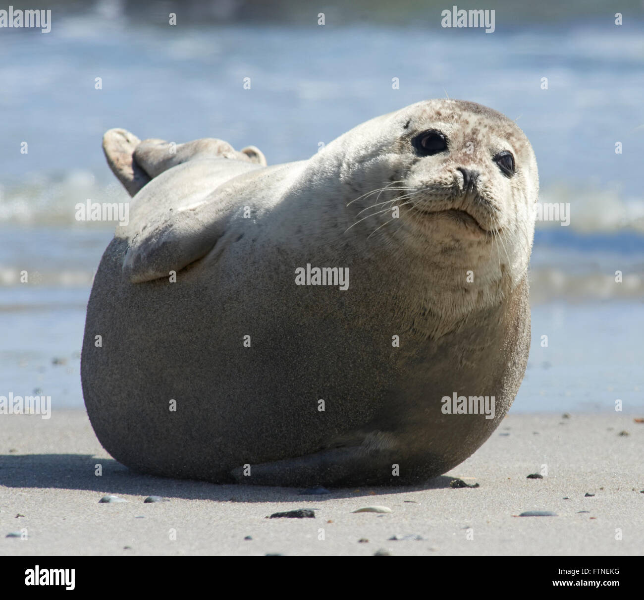 Nahaufnahme eines grauen Baby-Robbe (Halichoerus Grypus) voran auf dem Sand am Strand von Düne, Helgoland, Deutschland Stockfoto