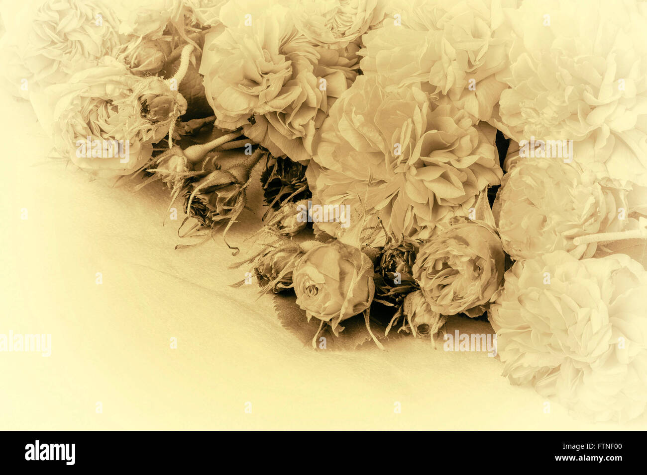 Bild von schwarzen und weißen Vintage Rosen Stockfoto